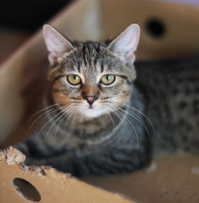 Tavi czeka na swojego człowieka.