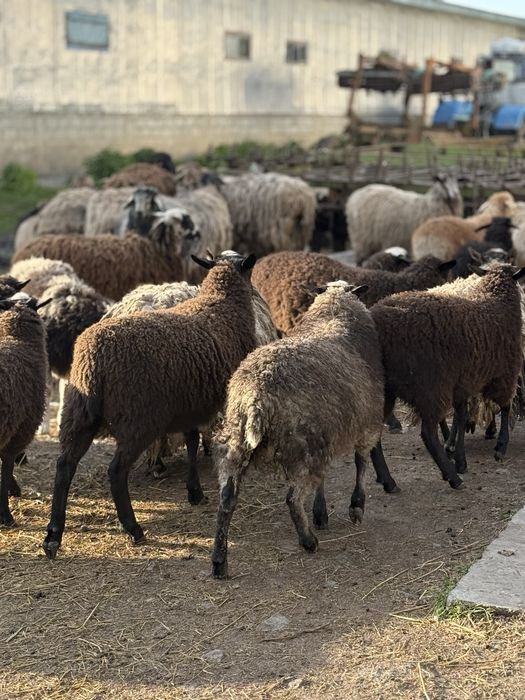 Мериноландшаф ягнята на мʼясо та розплід