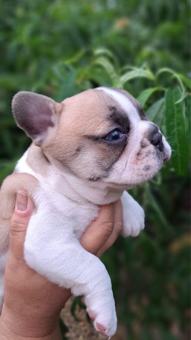 Bulldog francês femea