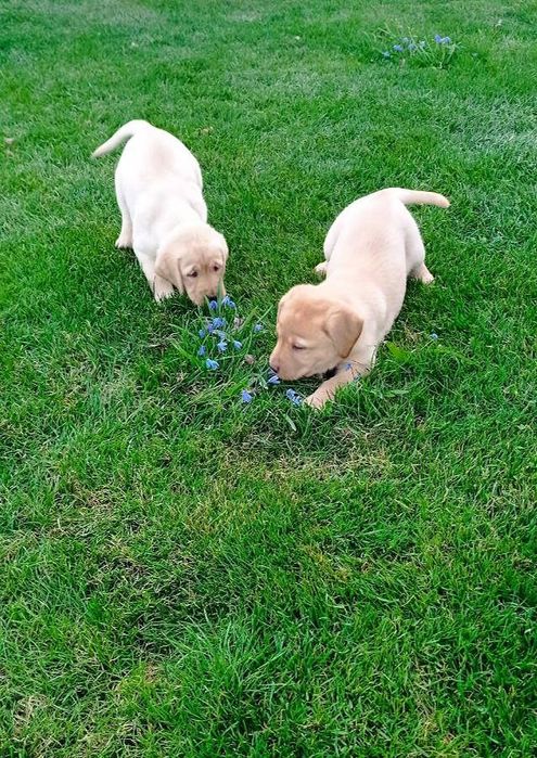 Лабрадор ретривер