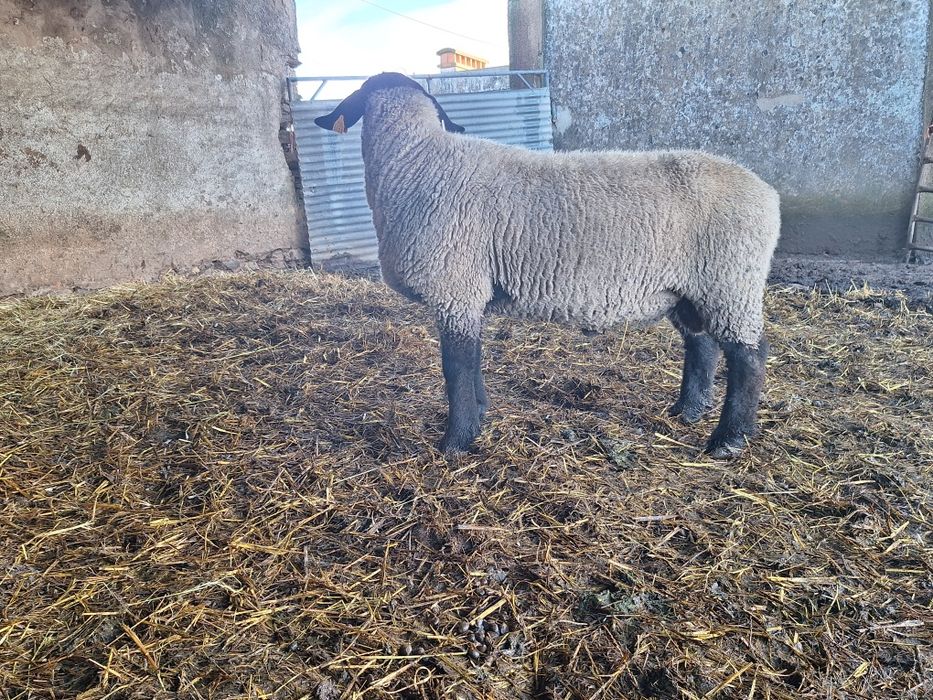 Carneiro suffolk inglês