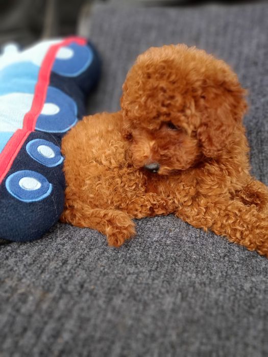 Пудель хлопчик редбраун