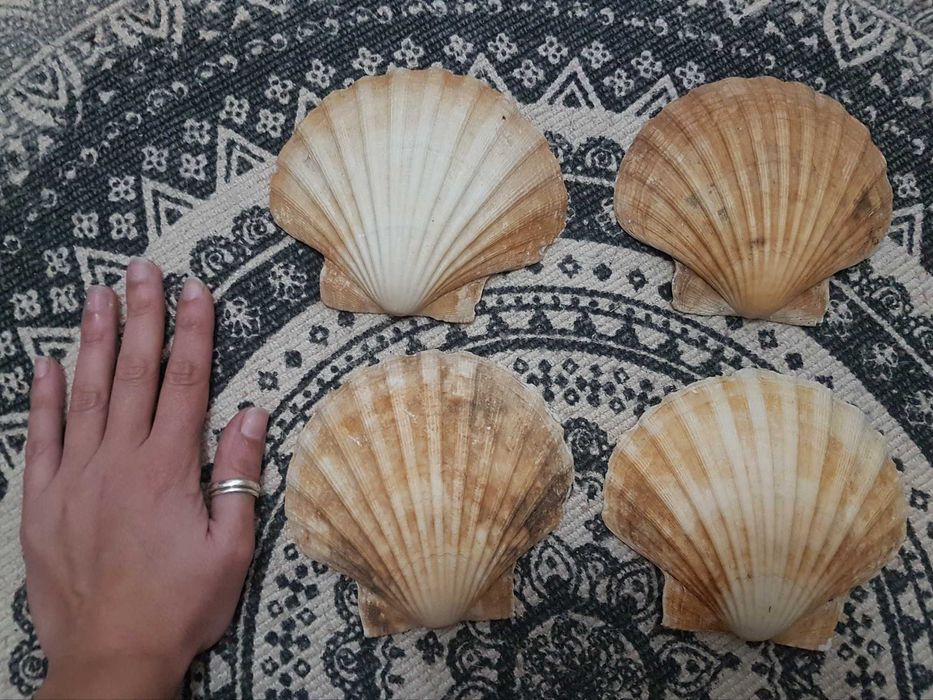 Conchas decorativas