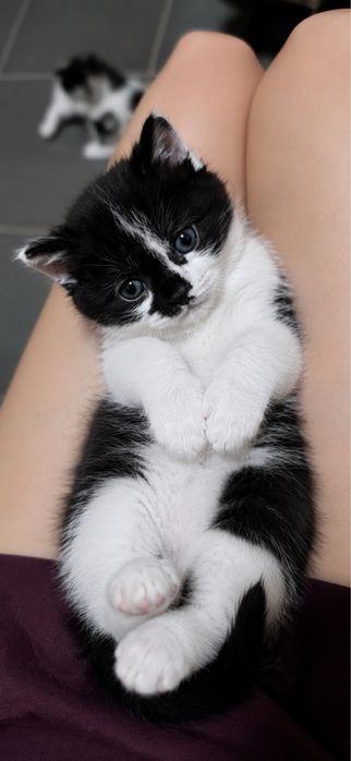 Кошенята, мама висловуха, встигніть замовити!:)