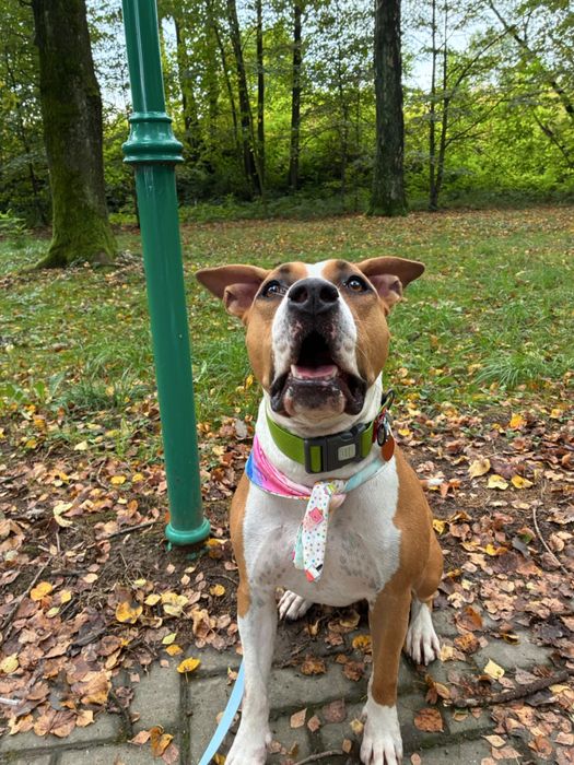 Suczka amstaff 4 lata szuka domku