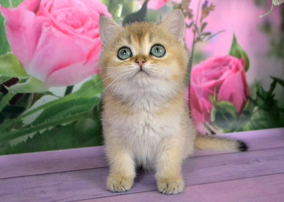 Британська шиншила хлопчикі та дівчатка