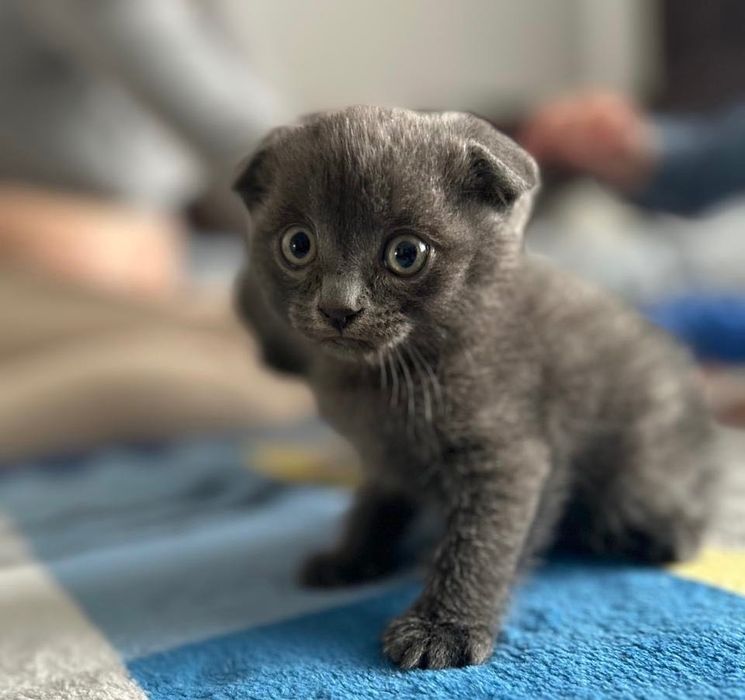 Кошенята породи Scottish fold  (шотландці висловухі)