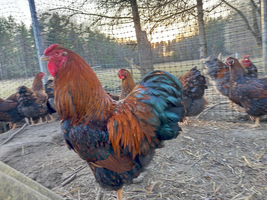 Jaja Wyandotte złoto-łuskowana