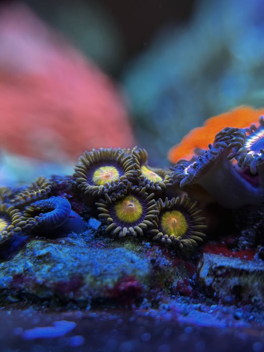 akwarium morskie Zoa/Zoanthus