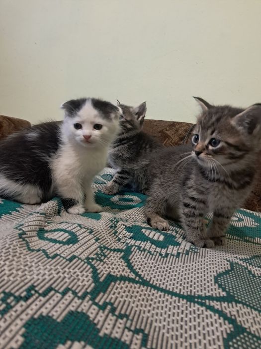 Котенята кошеня висловухі та прямовухі