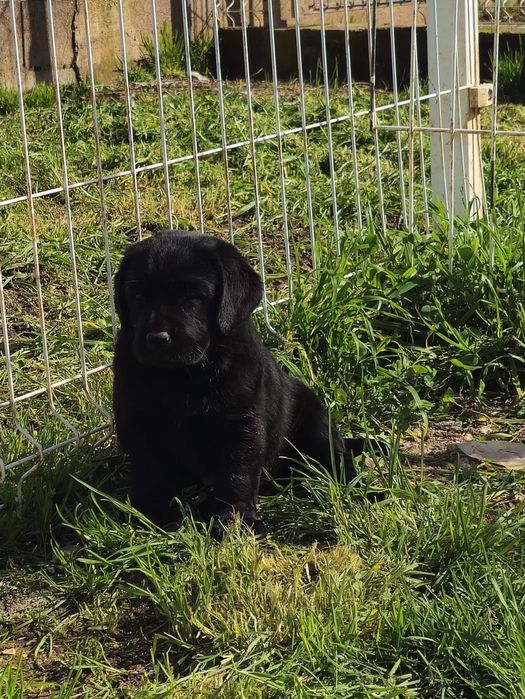 Labrador retriever com pedigree