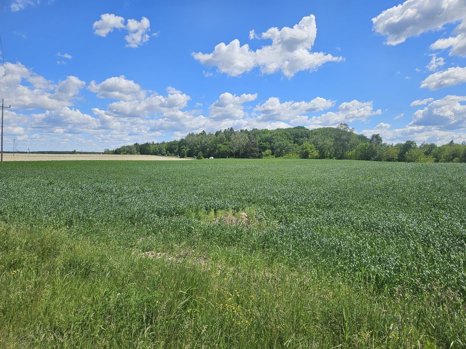 Działka Wieprzowe Jezioro 25 ar. - View 2