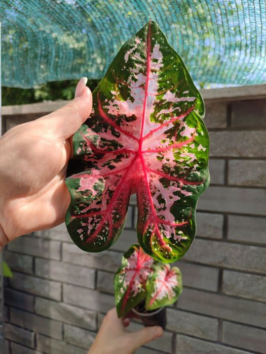 Каладіум, різні сорти