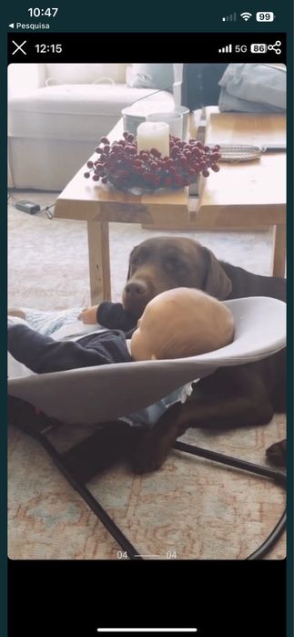 Labrador retriever chocolate com LOP para monta/cruza
