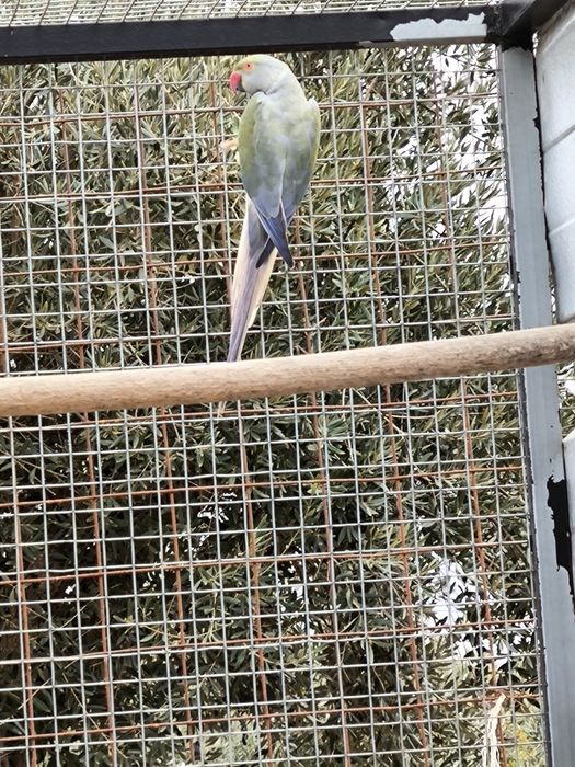 Ringneck Violeta turquesa CC