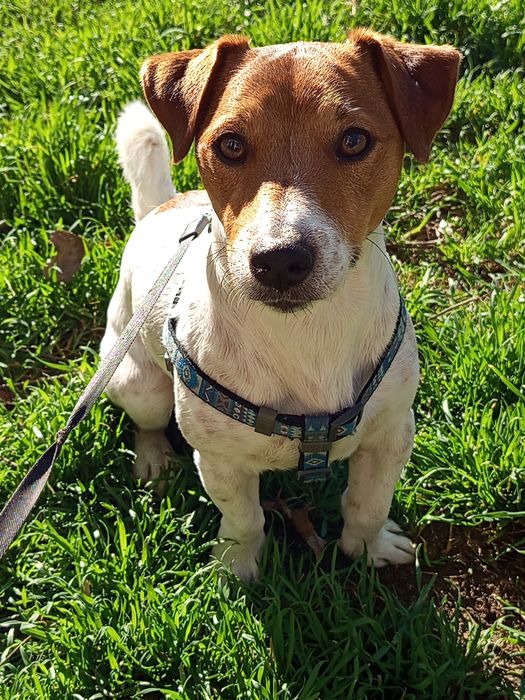 Джек Рассел терьер.. ВЯЗКА