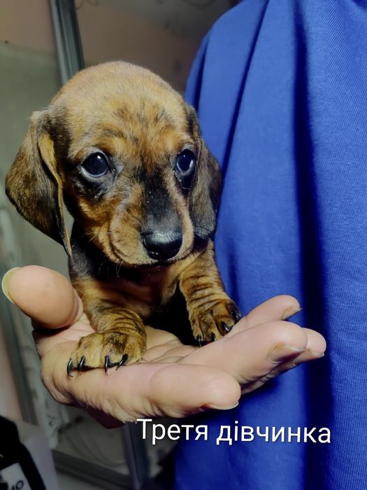 Грайливі тигрові цуценята такси