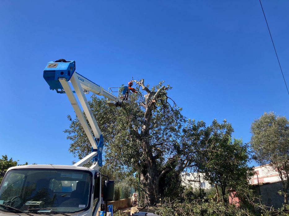 Limpeza de Terrenos e Arvores Manutenção de Jardins