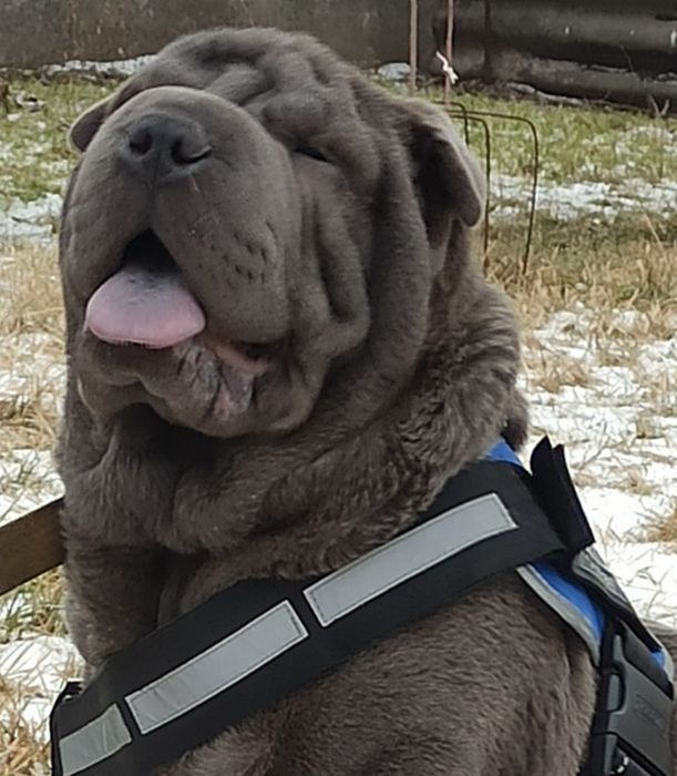 Мне 4 месяца я Шар-пей