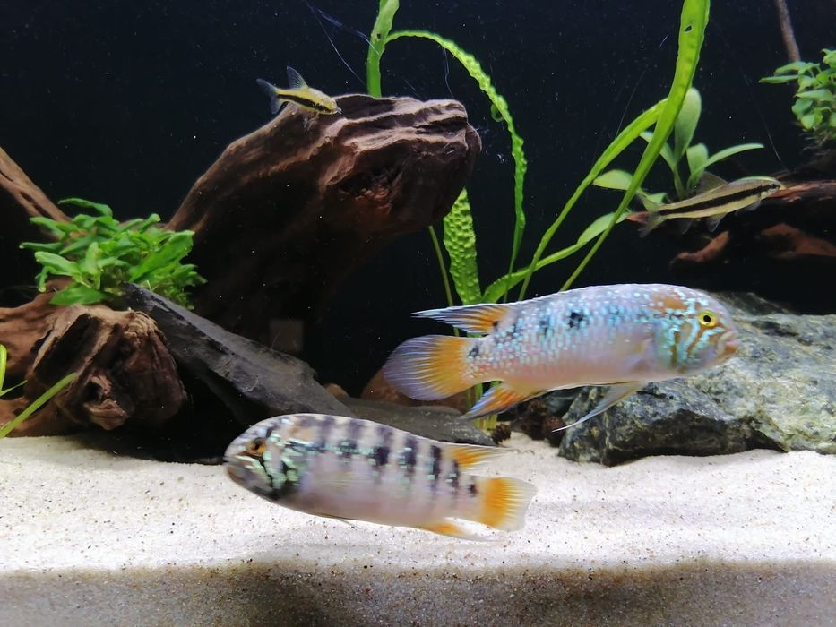 Akwarium - zestaw 2 akwari