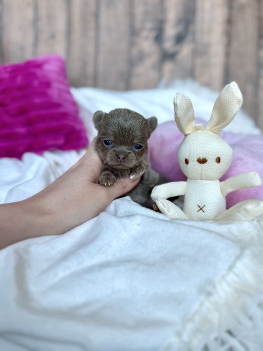 Mini cudo laleczka liliowa chihuahua piekna