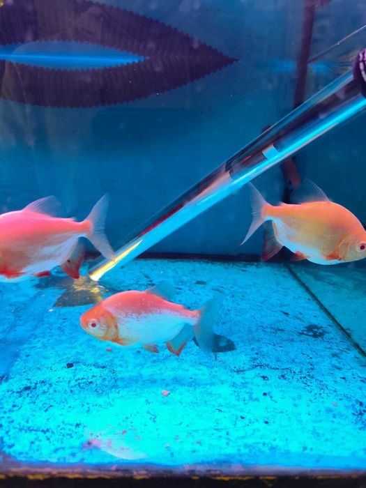Pacu\Colossoma brachypomum ALBINO 8-12cm