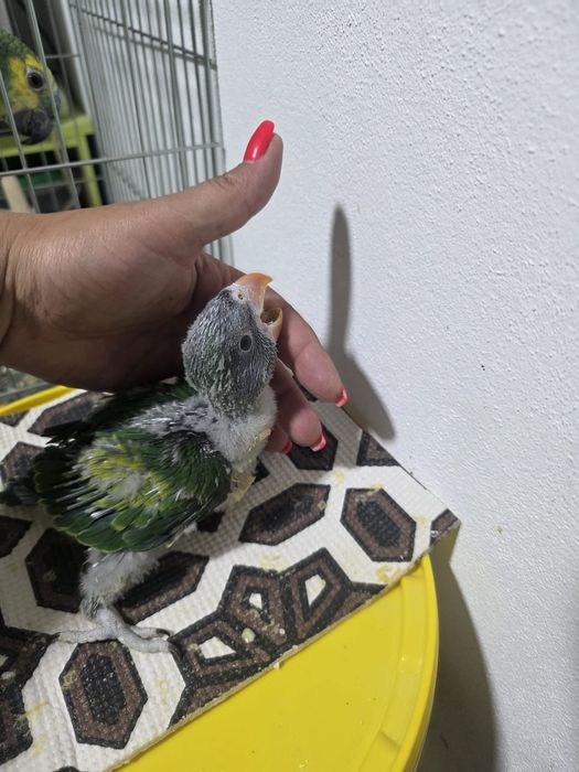 Derbiana bebé.  Para criar a mão