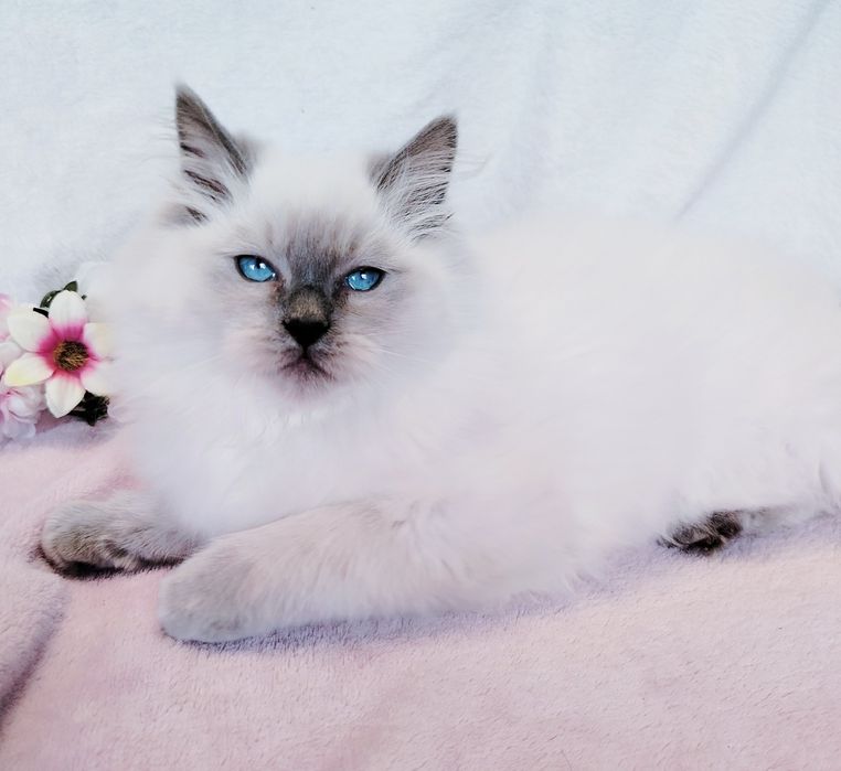 Koteczka ragdoll blue colourpoint