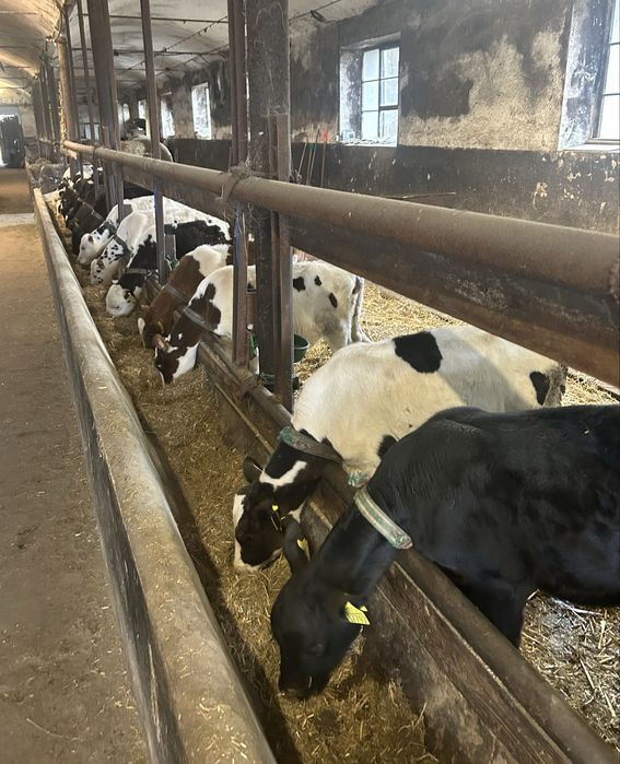 Cielaki Rasy Mieszanej 3 Miesięczne