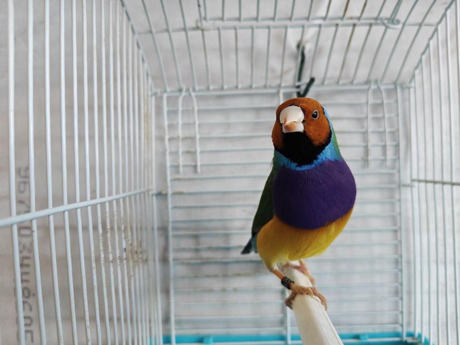 Últimos machos Diamantes de gold