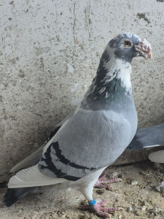 Gołebie Staropolskie