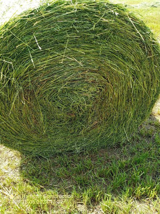 Sianokiszonka tegoroczna trawa siana