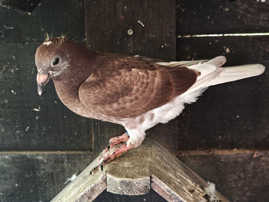 Vendo pombos correios de 2026