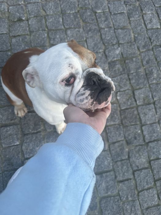 Bulldog Inglês Fêmea com Pedigree