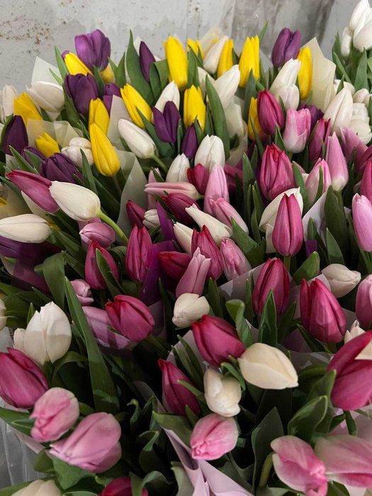 Тюльпани ОПТОМ Український Голандський, під 8 березня Пан Тюльпан
