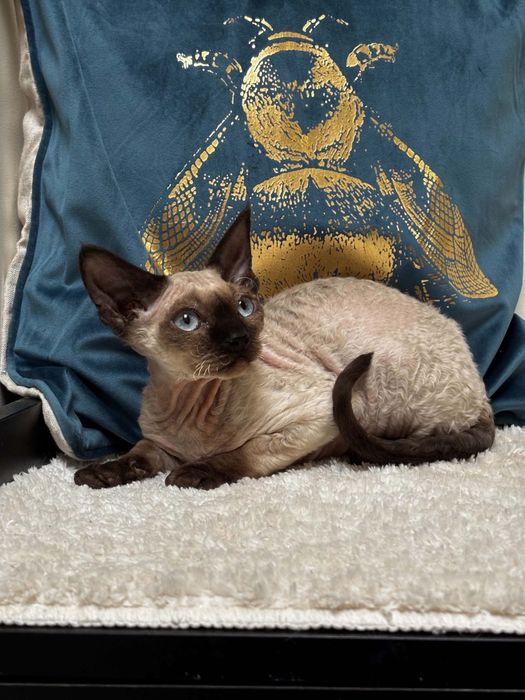 Devon rex point, kocur devon rex FPL, FIFE