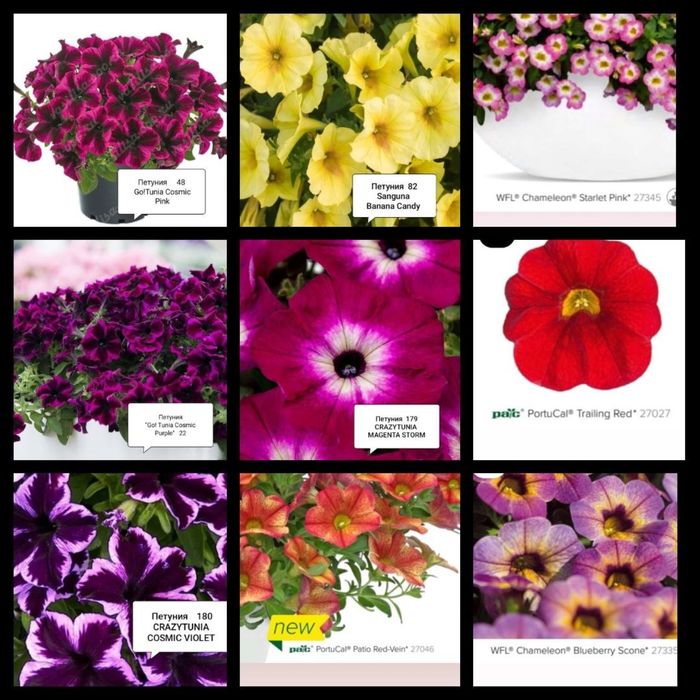 Петуния сурфиния петхоа