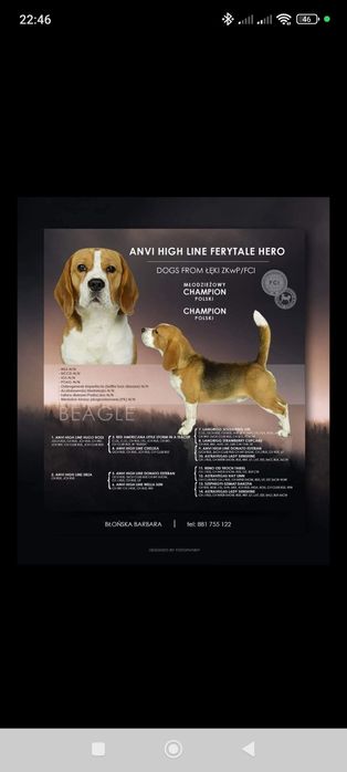 Beagle ZKwP dziewczynka