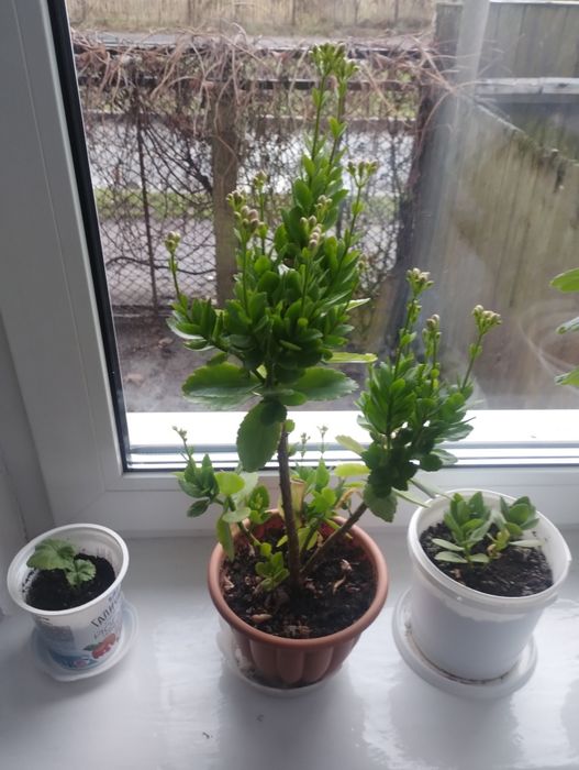 Продам кімнатні рослини