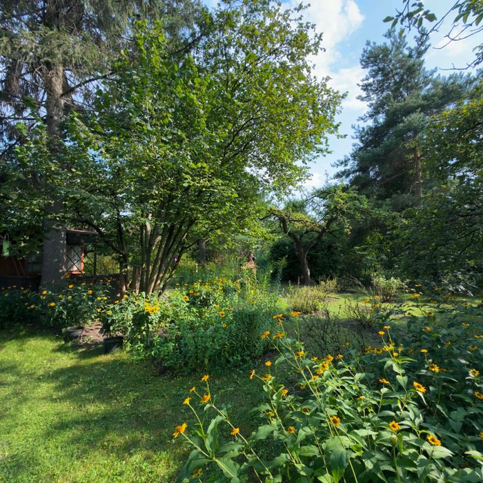 Wyjątkowa działka ROD – Mokotów | ROD im. Jana III Sobieskiego | 450 m² | Piękny starodrzew | Piwniczka - Widok 3