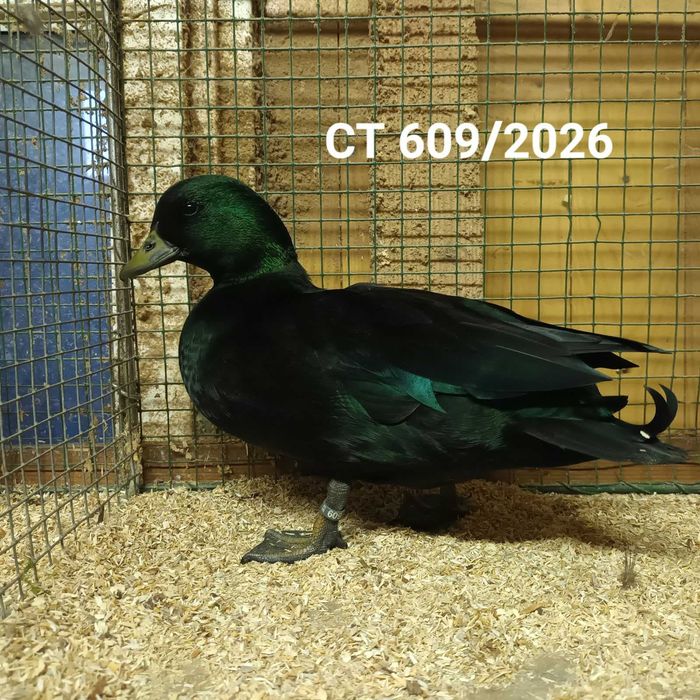 Call duck z Niemiec