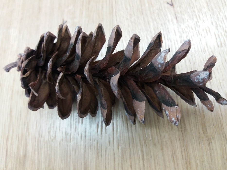 Szyszka sosny wejmutki