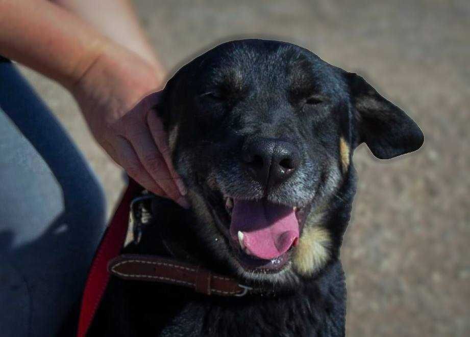 Bispo - Cão grande para adoção