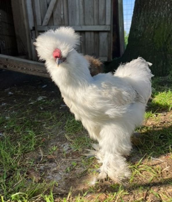 Kogut silka lawendowy