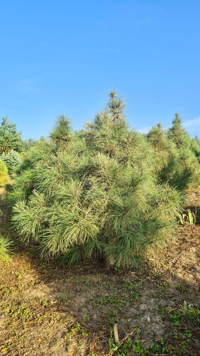 Сосна Жовта (Pinus Ponderosa)