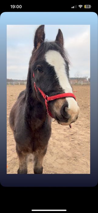 Sprzedam  ogierka lub zamiana