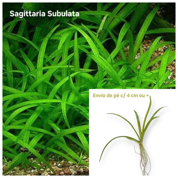 Pack Plantas Aquário - 6 espécies (Vermelho e Rosa)