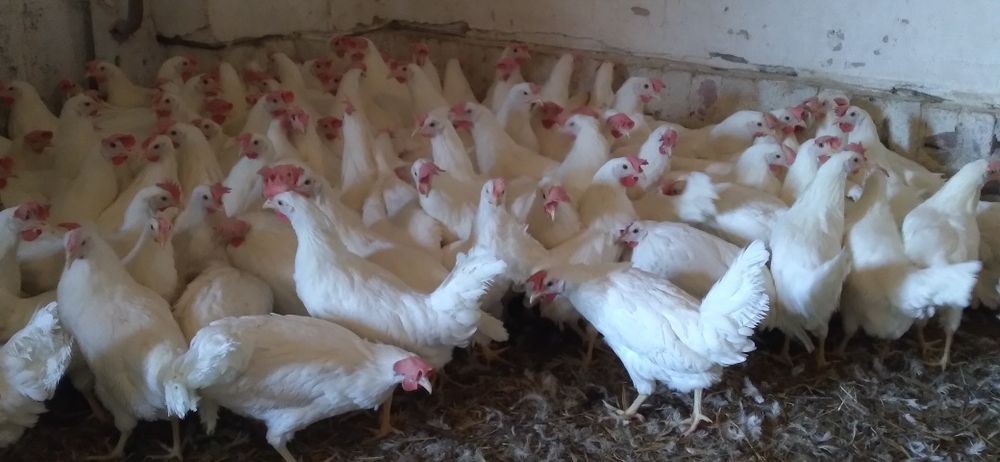 Kury Nioski Leghorn 24 tygodnie! Wysyłka!