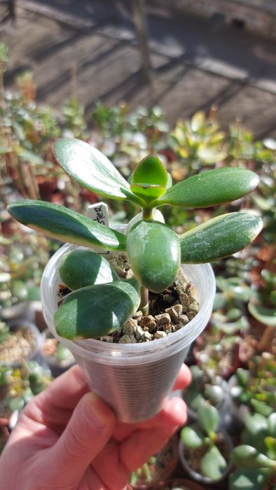Крассула Ланкастер Crassula Lancaster  USA *rare crassula