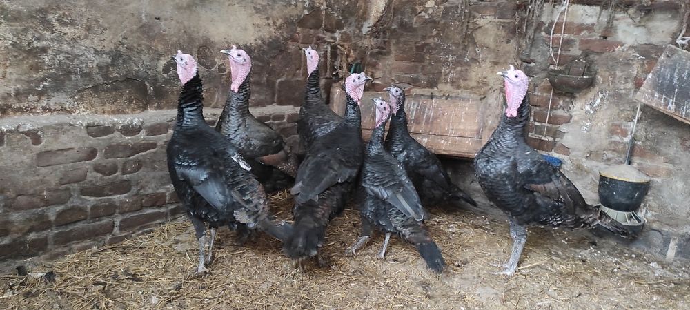 Indyki z własnej hodowli, kaczki